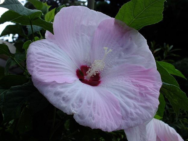 DSCF0002