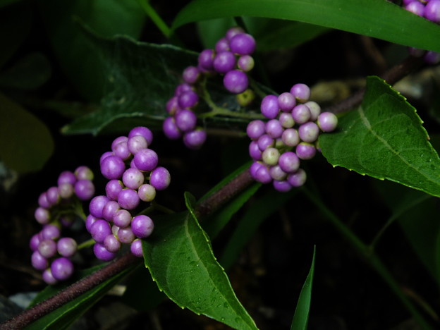 DSCF0005