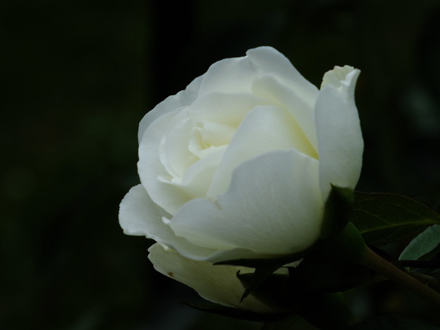 DSCF0146