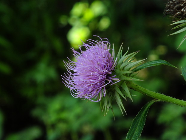 DSCF0024