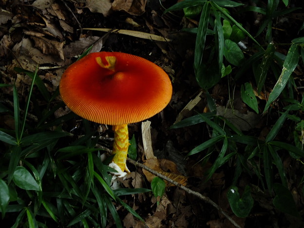 DSCF0063