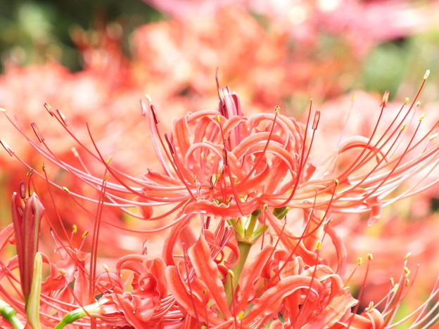 DSCF0054