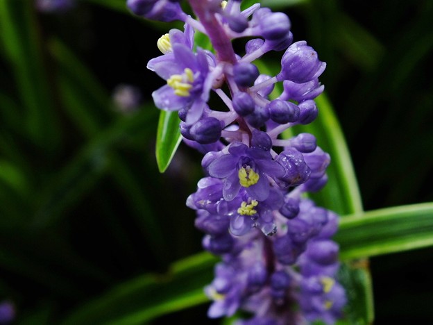 DSCF0005