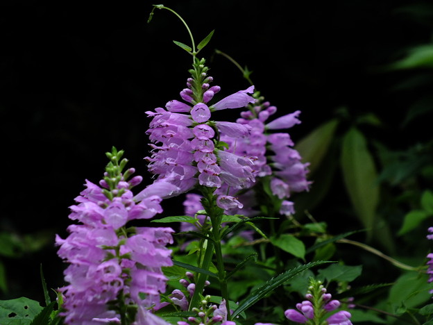 DSCF0042