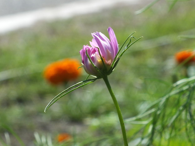 DSCF0043