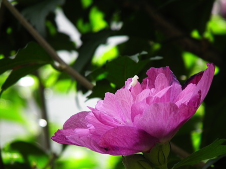 散歩 069