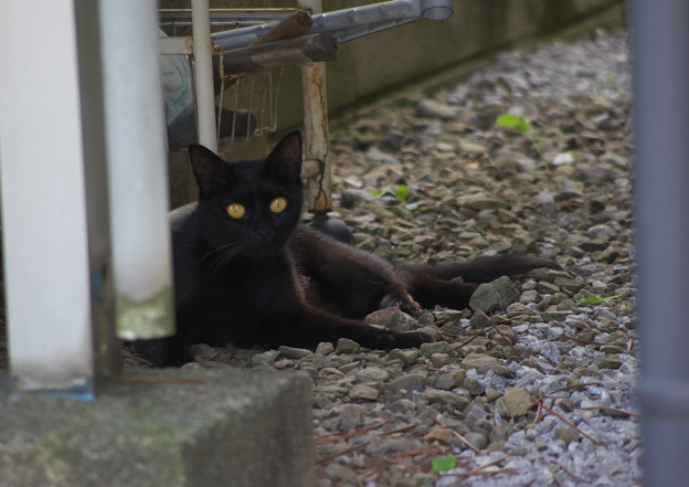 黒い仔猫