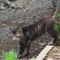 Photos: チャッピーも・・・