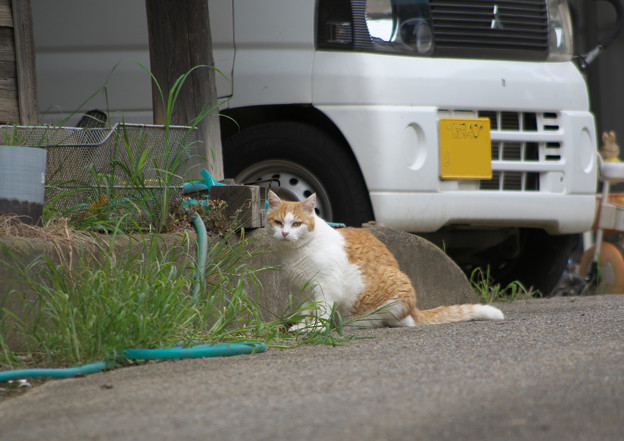 Photos: タマに会う猫さん