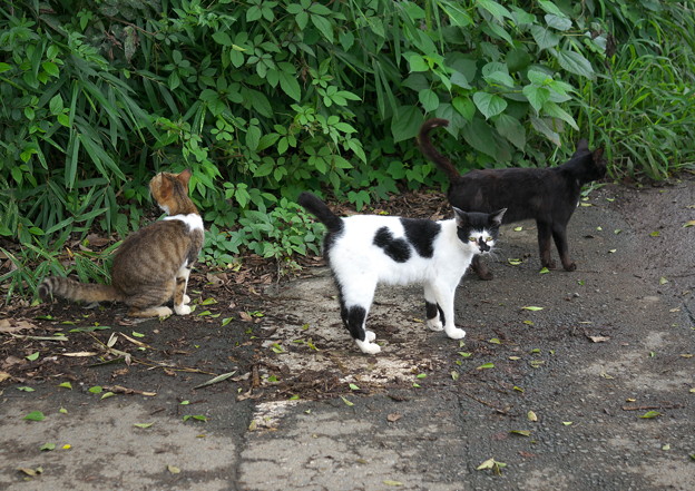 Photos: 三匹の猫さんが・・・