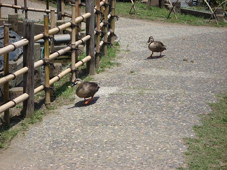 カルガモがご挨拶に歩いてきた