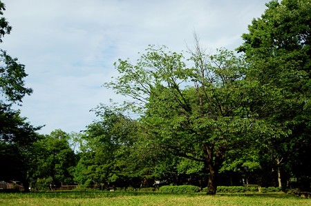 水元公園