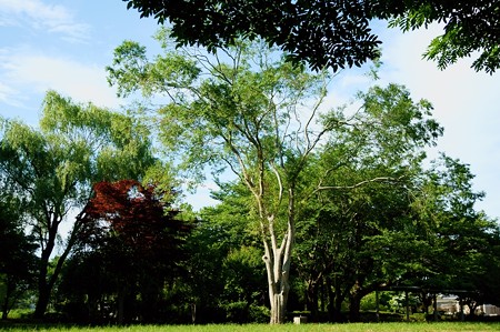 水元公園