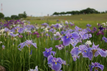 土手の花菖蒲