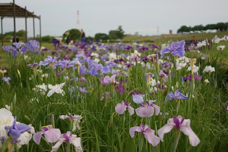 土手の花菖蒲