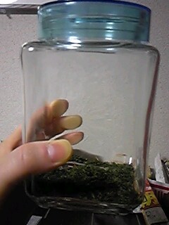 乾燥出がらし茶