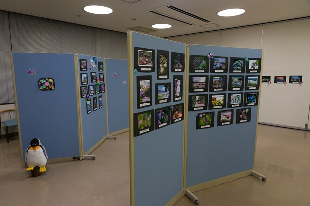 あじさい写真展示