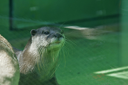 tokyowildlife110924043