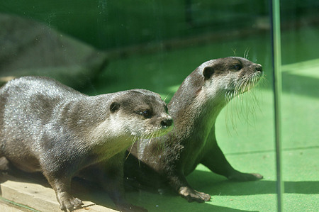 tokyowildlife110924071