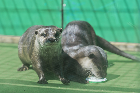 tokyowildlife110924106