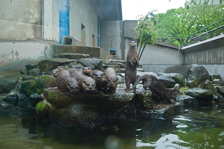 ichikawa120504004