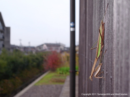オオカマキリ