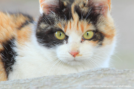 yamanao999_cats_084