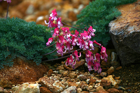 葉の緑に花の赤…