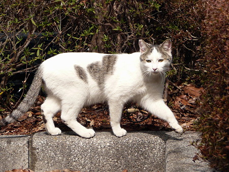 岩本山の猫たち