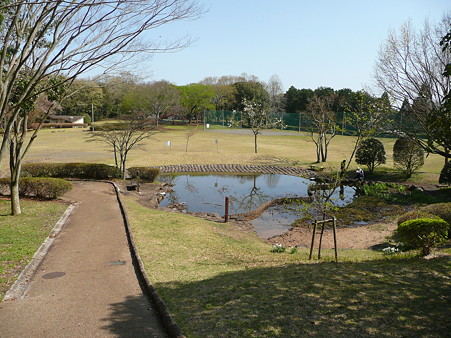 白尾山公園トンボの池前