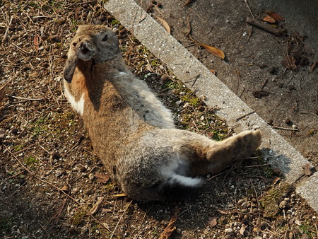 大久野島の兎