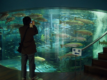 富士湧水の里水族館 二重回遊水槽