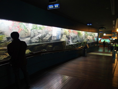 富士湧水の里水族館 川の魚の水槽