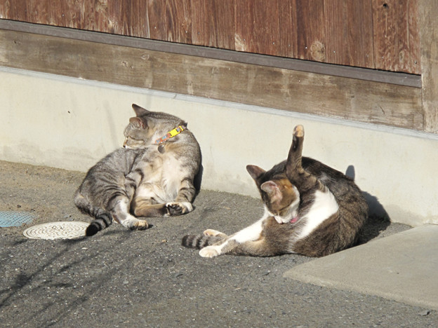 IMG_9726 ネコ寺 写真: IMG_9726 ネコ寺