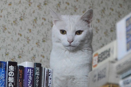 2015年08月28日のシロちゃん(メス2歳半)