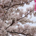 Photos: 桜の中のヒヨドリさん