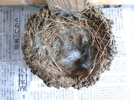 空になった巣