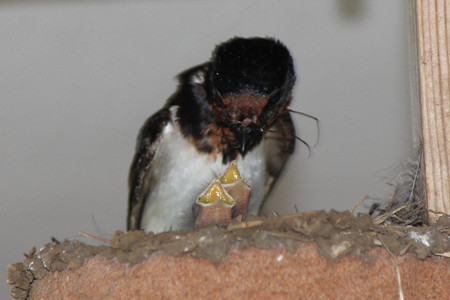 さあ、食べて