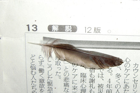 ツバメの羽