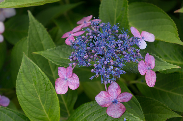 【近所の緑道(萼紫陽花)】3