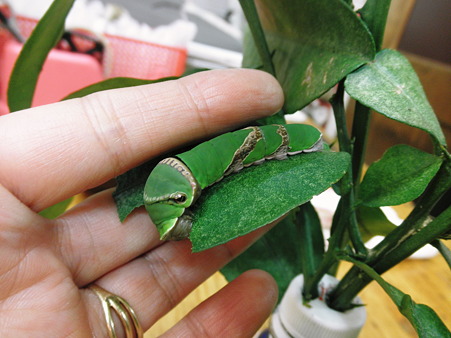 2011年09月20日_P9200793クロアゲハの5齢幼虫