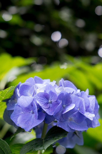 紫阳花