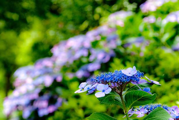 公園の紫陽花