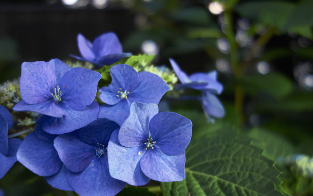 上野公園の紫陽花 写真共有サイト フォト蔵