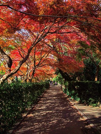 2011年12月5日　嵯峨野　紅葉(2)