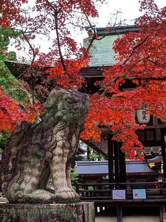 2011年12月6日 今宮神社　狛犬と紅葉