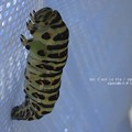Photos: 下へ下へと皮を引き下げていって（キアゲハ飼育）