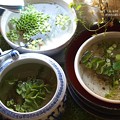 ほんの10日で増えすぎ。