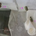 無事全員蛹へ。（キアゲハ飼育）
