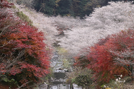 小原の四季桜２